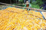 Petani menjemur jagung jenis hybrida di Desa Penaguan, Pamekasan, Jawa Timur, Kamis (21/3/2019). Dalam sebulan terakhir harga jagung di daerah itu terus menurun dari Rp5.000 menjadi Rp4.000 dan saat ini menyentuh angka Rp3.000 per kg karena memasuki musim. Antara Jatim/Saiful Bahri/zk