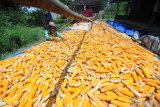 Petani menjemur jagung jenis hybrida di Desa Penaguan, Pamekasan, Jawa Timur, Kamis (21/3/2019). Dalam sebulan terakhir harga jagung di daerah itu terus menurun dari Rp5.000 menjadi Rp4.000 dan saat ini menyentuh angka Rp3.000 per kg karena memasuki musim. Antara Jatim/Saiful Bahri/zk.