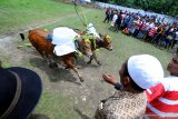 Pasangan sapi kerapan mencapai garis finish saat Kerapan Sapi Kapolda Cup 2019 di Stadion R. Soenarto Hadiwidjojo, Pamekasan, Jawa Timur, Sabtu (23/3/2019). Kerapan sapi Kapolda Cup yang direncanakan akan digelar tiap tahun itu diikuti 48 pasang sapi kerap se Madura. Antara Jatim/Saiful Bahri/zk.