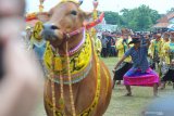 Pengendali menari ketika mengendalikan sapi sonok (hias)  saat pembukaan Kerapan Sapi Kapolda Cup 2019 di Stadion R. Soenarto Hadiwidjojo, Pamekasan, Jawa Timur, Sabtu (23/3/2019). Sapi Sonok merupakan sepasang sapi Madura betina yang diikutkan pada kontes kecantikan hewan ternak di Madura dan biasa digelar mengiringi perlombaan karapan sapi. Antara Jatim/Saiful Bahri/zk.