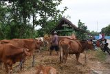 Warga memberi pakan pada ternak sapinya yang diungsikan di tempat yang lebih aman di kawasan yang terendam banjir di Desa Glonggong, Balerejo, Kabupaten Madiun, Jawa Timur, Jumat (8/3/2019). Banjir yang merendam sejumlah wilayah di Kabupaten Madiun sejak Rabu (6/3) berangsur surut, namun sejumlah ruas jalan dan ribuan hektar sawah masih terendam. Antara Jatim/Siswowidodo/zk.