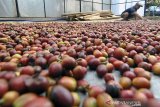 Petani menjemur biji kopi Cibulao jenis Arabika di Kampung Cibulao, Desa Tugu Utara, Cisarua, Kabupaten Bogor, Jawa Barat, Rabu (27/3/2019). Kopi Cibulao yang telah meraih juara Kontes Kopi Robusta se-Indonesia pada tahun 2016 dan dihasilkan dari komposisi tanaman kopi yang tumbuh diantara beragam tumbuhan kayu hutan endemik tersebut mampu menghasilkan sebanyak satu hingga dua ton setiap kali panen yang dipasarkan ke sejumlah wilayah di Jakarta, Bogor, Bali, Batam dan Surabaya. ANTARA JABAR/Arif firmansyah/agr