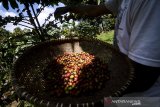 Seorang petani memanen kopi jenis arabika di perkebunan Desa Mekarmanik, Kabupaten Bandung, Jawa Barat, Selasa (26/3/2019). Dinas Pertanian Kabupaten Bandung mencatat, setiap tahun Kabupaten Bandung mampu memproduksi kopi dalam bentuk buah cerry sekitar 28.143 ton dan kopi olahan sekitar 7.035 ton atau berkontribusi sekitar 60 persen terhadap total produksi kopi Jawa Barat. ANTARA JABAR/Raisan Al Farisi/agr