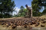 Seorang petani mengeringkan biji kopi jenis arabika di perkebunan Desa Mekarmanik, Kabupaten Bandung, Jawa Barat, Selasa (26/3/2019). Dinas Pertanian Kabupaten Bandung mencatat, setiap tahun Kabupaten Bandung mampu memproduksi kopi dalam bentuk buah cerry sekitar 28.143 ton dan kopi olahan sekitar 7.035 ton atau berkontribusi sekitar 60 persen terhadap total produksi kopi Jawa Barat. ANTARA JABAR/Raisan Al Farisi/agr