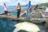 Ikan Mola-mola yang mati dan terdampar di pesisir pantai Desa Poka, Kecamatan Teluk Ambon, Kota Ambon, Maluku, Minggu (31/3/2019). (ANTARA FOTO)