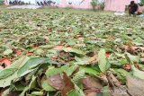 Pekerja menjemur daun kratom (Mitragyna speciosa) di salah satu tempat penampungan Desa Drin Rampak, Kecamatan Johan Pahlawan, Aceh Barat, Senin (1/4/2019). Pedagang pengumpul mengaku, permintaan daun kratom sejak beberapa bulan terakhir meningkat untuk pembuatan obat tradisional dengan harga jual berkisar antara Rp 8.000 sampai Rp 10.000 per kilogram tergantung kualitas daun. (Antara Aceh/Syifa Yulinnas)