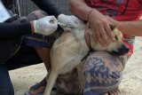 Petugas menyuntikkan vaksin anti rabies pada anjing dalam kegiatan vaksinasi di Denpasar, Bali, Senin (1/4/2019). Vaksinasi secara serentak di seluruh Bali tersebut menyasar sekitar 97.500 ekor hewan penular rabies. ANTARA FOTO/Nyoman Hendra Wibowo/nym