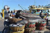 Pekerja pelabuhan memuat ikan hiu martil (Sphyrna mokarran) dan jenis hiau lainnya hasil tangkapan nelayan pancing di Pelabuhan Perikanan Samudera Koetaraja, Banda Aceh, Jumat (/5/4/2019). Penangkapan hiu hingga saat ini masih berlangsung, meski pemerintah sudah melakukan sosialiasi larangan menangkap jenis hiu dilindungi, termasuk jenis hiu martil. (Antara Aceh/Ampelsa)