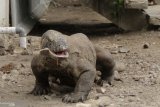 Pertanian berpindah ancaman komodo di Flores