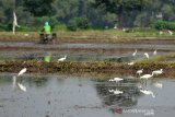 Burung kuntul kecil (Egretta garzetta) mencari makan di lahan pertanian Desa Betek, Kecamatan Mojoagung, Jombang, Jawa Timur, Jumat (5/4/2019). Burung kuntul yang membantu petani untuk membasmi parasit sebelum masa tanam dan memangsa hama tanaman padi tersebut terus mengalami penurunan populasi akibat alih fungsi lahan pertanian serta perburuan oleh manusia untuk dikonsumsi dagingnya. Antara Jatim/Syaiful Arif/zk.