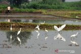 Burung kuntul kecil (Egretta garzetta) mencari makan di lahan pertanian Desa Betek, Kecamatan Mojoagung, Jombang, Jawa Timur, Jumat (5/4/2019). Burung kuntul yang membantu petani untuk membasmi parasit sebelum masa tanam dan memangsa hama tanaman padi tersebut terus mengalami penurunan populasi akibat alih fungsi lahan pertanian serta perburuan oleh manusia untuk dikonsumsi dagingnya. Antara Jatim/Syaiful Arif/zk.