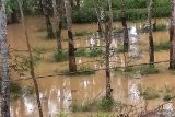 Ratusan hektare kebun karet di Mesuji terendam banjir