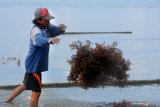 Petani memanen bibit rumput laut jenis cattoni di Pantai Jumiang Pamekasan, Jawa Timur, Senin (15/4/2019). Dalam sepekan terakhir harga komuditas tersebut turun dari Rp18.000 menjadi Rp16.000 per kg kering, seiring mulai membaiknya cuaca dan meningkatnya stok. Antara Jatim/Saiful Bahri/Zk