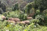 Warga gunakan panggilan unik saat menggiring kawanan gajah ke hutan