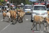 Sekawanan ternak sapi liar berada di badan jalan lintas nasional Banda Aceh-Tapatuan Desa Gampong Teungoh, Kecamatan Samatiga, Aceh Barat, Kamis (18/4/2019). Keberadaan hewan ternak liar yang sengaja dibiarkan berkeliaran oleh pemiliknya di jalan raya itu mengganggu dan membahayakan keselamatan pengguna jalan terutama saat malam hari. (Antara Aceh/Syifa Yulinnas)