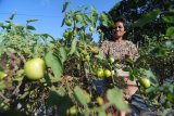 Petani memanen tomat di Desa Galis, Pamekasan, Jawa Timur, Selasa (23/4/2019). Sejak seminggu lalu harga tomat ditingkat petani di kabupaten itu turun dari Rp13.000 per kg menjadi Rp5.000 per kg karena banyaknya pasokan dari bebebrapa daerah di Jatim. Antara Jatim/Saiful Bahri/zk.