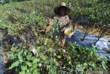 Petani memanen tomat di Desa Galis, Pamekasan, Jawa Timur, Selasa (23/4/2019). Sejak seminggu lalu harga tomat ditingkat petani di kabupaten itu turun dari Rp13.000 per kg menjadi Rp5.000 per kg karena banyaknya pasokan dari bebebrapa daerah di Jatim. Antara Jatim/Saiful Bahri/zk.