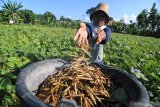 Petani panen kacang hijau di Desa Galis, Pamekasan, Jawa Timur, Selasa (23/4/2019). Produksi kacang hijau  Jatim berkisar 53 ribu ton per tahun atau sekitar 21 persen dari total produksi kacang hijau nasional. Antara Jatim/Saiful Bahri/zk.