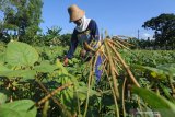 Petani panen kacang hijau di Desa Galis, Pamekasan, Jawa Timur, Selasa (23/4/2019). Produksi kacang hijau  Jatim berkisar 53 ribu ton per tahun atau sekitar 21 persen dari total produksi kacang hijau nasional. Antara Jatim/Saiful Bahri/zk.