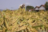 Petani memanen tanaman padi yang rubuh akibat tiupan hujan angin di sawah miliknya di Pakel, Tulungagung, Jawa Timur, Rabu (24/4/2019). Petani setempat mengeluhkan tren penurunan harga gabah seiring puncak panen raya padi did aerah itu, dari sebelumnya sekitar Rp4.200 per kilogram menjadi tinggal di kisaran Rp3.500 per kilogram untuk gabah basah yang barusan dipanen di sawah.Antara Jatim/Destyan SujarwokoZk