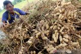 Sejumlah petani memisahkan kacang tanah dari batangnya saat panen di area persawahan Desa Lhueng Baro, Woyla Barat, Aceh Barat,  Rabu (24/4/2019). Harga kacang tanah pada musim panen tahun ini naik dari Rp8.000 per kilogram menjadi Rp13.000 per kilogram. (Antara Aceh/Syifa Yulinnas)