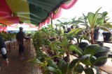 Komunitas Bonsai Kelapa siap pecahkan rekor Muri