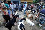 Pedagang menunggui kambing dagangannya di Pasar 17 Agustus,  Pamekasan, Jawa Timur, Kamis (25/4/2019). Menjelang bulan puasa harga kambing naik antara Rp100 ribu hingga Rp150 ribu per ekor tergantung ukuran. Antara Jatim/Saiful Bahri/zk.