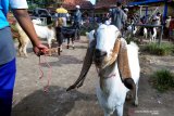 Pedagang menunggui kambing dagangannya di Pasar 17 Agustus,  Pamekasan, Jawa Timur, Kamis (25/4/2019). Menjelang bulan puasa harga kambing naik antara Rp100 ribu hingga Rp150 ribu per ekor tergantung ukuran. Antara Jatim/Saiful Bahri/zk.