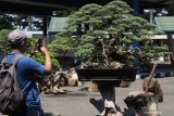 Pengunjung memotret bonsai menggunakan telepon genggam saat Kontes Bonsai Nasional yang diselenggarakan Pemerintah Daerah Kediri bekerjasama dengan Rumah Bonsai Indonesia (Rubi) di Kediri, Jawa Timur, Jumat (26/4/2019). Kontes yang bertujuan memperkenalkan seni bonsai kepada masyarakat sekaligus mendorong kreativitas petani bonsai tersebut diikuti sebanyak 300 peserta dari sejumlah daerah. Antara Jatim/Prasetia Fauzani/zk.