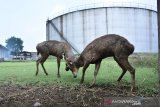 Dua Rusa Jawa (Rusa Timorensis) berada di bekas pabrik spiritus Mojokerto, Jawa Timur, Jumat (26/4/2019).  Keberadaan rusa yang hidup dan berkembang di bekas pabrik tersebut menjadi objek wisata edukasi bagi masyarakat setempat. Antara Jatim/Syaiful Arif/zk.