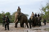 Anggota Polisi Militer (PM) Kodam Iskandar Muda bersama aktivis lingkungan dan tim Conservation Response Unit (Unit) Sampoiniet dibantu gajah jinak melaksanakan operasi penegakkan ketertiban (Gaktib) di kawasan hutan Ulue Masen, Aceh Jaya, Sabtu (27/4/2019). Operasi gabungan yang melibatkan aparat TNI dan Balai Konservasi Sumber Daya Alam (BKSDA) Aceh itu untuk menjaga kelestarian alam dan satwa liar dari ancaman kepunahan. ANTARA FOTO/Irwansyah Putra/nym.