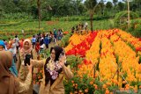 Wisatawan menikmati suasana taman bunga Celosia di Taman Suruh, Glagah, Banyuwangi, Jawa Timur, Senin (29/4/2019). Agrowisata yang menawarkan keindahan taman bunga Celosia di lereng Gunung Ijen tersebut, merupakan destinasi wisata baru di Banyuwangi yang banyak di kunjungi wisatawan. Antara Jatim/Budi Candra Setya/zk.