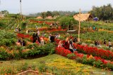 Wisatawan menikmati suasana taman bunga Celosia di Taman Suruh, Glagah, Banyuwangi, Jawa Timur, Senin (29/4/2019). Agrowisata yang menawarkan keindahan taman bunga Celosia di lereng Gunung Ijen tersebut, merupakan destinasi wisata baru di Banyuwangi yang banyak di kunjungi wisatawan. Antara Jatim/Budi Candra Setya/zk.