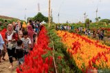 Wisatawan menikmati suasana taman bunga Celosia di Taman Suruh, Glagah, Banyuwangi, Jawa Timur, Senin (29/4/2019). Agrowisata yang menawarkan keindahan taman bunga Celosia di lereng Gunung Ijen tersebut, merupakan destinasi wisata baru di Banyuwangi yang banyak di kunjungi wisatawan. Antara Jatim/Budi Candra Setya/zk.