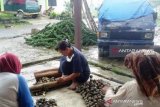 Sipirok Tapanuli Selatan, sentara kolang-kaling di Sumatera