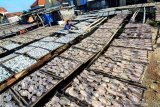 Warga menjemur ikan di Desa Branta Pesisir, Pamekasan, Jawa Timur, Selasa (30/4/2019). Dalam sepekan terakhir produksi ikan kering yang dipasarkan ke Solo dan Yogjakarta itu meningkat dari sekitar 500 kg menjadi dua ton per hari seiring semakin membaiknya cuaca di laut. Antara Jatim/Saiful Bahri/zk.