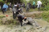 Anggota Polisi Hutan Taman Nasional Ujung Kulon (TNUK) mengidentifikasi bangkai Badak Jawa (Rhinoceros sondaicus) yang ditemukan di Blok Citadahan, Ujungjya, Pandeglang, Banten pada hari Minggu (21/4/2019). Bangkai badak tersebut saat ini diteliti tim ahli TNUK untuk mencari penyebab kematian. Jumlah badak di Ujung Kulon saat ini diprediksi tinggal 67 ekor terdiri dari 37 jantan dan 30 betina. ANTARA FOTO/HO-TNUK/Anggodo/nym.