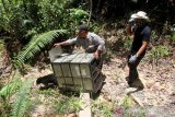 Petugas Balai Konservasi Sumber Daya Alam (BKSDA) Aceh melepasliarkan seekor beruang madu (Helarctos malayanus) di kawasan hutan lindung Kabupaten Aceh Barat, Kamis (2/5/2019). Beruang madu jantan berusia tiga tahun yang dilepasliarkan tersebut merupakan barang bukti hasil pengungkapan transaksi perdagangan satwa dilindungi Polres Aceh Barat pada Sabtu (13/4/2019) lalu. (ANTARA FOTO/Syifa Yulinnas/wsj)