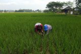 Petani waspadai wereng batang coklat