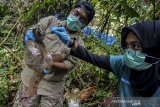 Tim medis International Animal Rescue (IAR) mengecek kondisi kesehatan seekor Kukang Jawa (Nycticebus javanicus) sebelum dilepasliarkan ke tempat Suaka Margasatwa Gunung Sawal (SMGS), Kabuapten Ciamis, Jawa Barat, Rabu (3/5/2019). Sebanyak 31 ekor Kukang tersebut merupakan hasil serahan masyarakat ke sejumlah BKSDA di Wilayah Jabar dan dititiprawatkan ke IAR Indonesia untuk menjalani rehabilitasi, untuk dilepasliarkan kembali ke habitatnya diantaranya 15 ekor kukang jawa dilepas di SMGS dan 16 ekor di Hutan Konservasi Masigit-Kareumbi, Bandung. ANTARA JABAR/Adeng Bustomi/agr