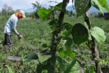 Petani membersihkan lahan pertanian yang terdampak hujan abu Gunung Kerinci di Desa Tanjung Bungo, Kayu Aro, Kerinci, Jambi, Jumat (3/5/2019). Data PVMBG Pos Pengamatan Gunung Api Kerinci menyebutkan, gunung tertinggi di Sumatera tersebut terpantau mengeluarkan hujan abu tipis pada Kamis (2/5) sekitar pukul 21.07 WIB, sementara berdasarkan pantauan hujan abu menutupi lahan pertanian dan jalan di dua kecamatan. ANTARA FOTO/Wahdi Septiawan/nym.