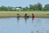 Petani membawa padi menggunakan terpal saat panen di persawahan yang terendam banjir di Desa Podoroto, Kecamatan Kesamben, Jombang, Jawa Timur, Jumat (3/5/2019). Banjir yang disebabkan tingginya intensitas hujan mengakibatkan ratusan hektar tanaman padi di wilayah setempat terendam banjir dan memaksa petani segera memanennya karena takut padi jadi rusak. Antara Jatim/Syaiful Arif/Zk