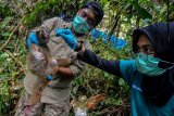 Tim medis International Animal Rescue (IAR) mengecek kondisi kesehatan seekor Kukang Jawa (Nycticebus javanicus) sebelum dilepasliarkan ke tempat Suaka Margasatwa Gunung Sawal (SMGS), Kabupaten Ciamis, Jawa Barat, Jumat (3/5/2019). Sebanyak 31 ekor Kukang tersebut merupakan hasil serahan masyarakat ke sejumlah BKSDA di Wilayah Jabar dan dititiprawatkan ke IAR Indonesia untuk menjalani rehabilitasi, untuk dilepasliarkan kembali ke habitatnya di SMGS dan di Hutan Konservasi Masigit-Kareumbi, Bandung. ANTARA FOTO