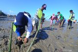 Kelompok Peduli Mangrove Madura (KPMM) menanam bibit mangrove di Pantai Talang Siring, Pamekasan, Jawa Timur, Minggu (5/5/2019). Sedikitnya 500 bibit mangrove ditanam di pantai wisata tersebut guna mencegah kerusakan pantai akibat dikikis ombak. Antara Jatim/Saiful Bahri/zk.