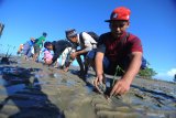 Kelompok Peduli Mangrove Madura (KPMM) menanam bibit mangrove di Pantai Talang Siring, Pamekasan, Jawa Timur, Minggu (5/5/2019). Sedikitnya 500 bibit mangrove ditanam di pantai wisata tersebut guna mencegah kerusakan pantai akibat dikikis ombak. Antara Jatim/Saiful Bahri/zk.