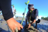 Kelompok Peduli Mangrove Madura (KPMM) menanam bibit mangrove di Pantai Talang Siring, Pamekasan, Jawa Timur, Minggu (5/5/2019). Sedikitnya 500 bibit mangrove ditanam di pantai wisata tersebut guna mencegah kerusakan pantai akibat dikikis ombak. Antara Jatim/Saiful Bahri/zk.