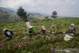 Petani memanen bawang merah di Kampung Tugu, Cimenyan, Kabupaten Bandung, Jawa Barat, Selasa (7/5/2019). Petani menyatakan, pada minggu pertama ramadan, harga bawang merah yang di jual di beberapa pasar Kota Bandung turun dengan harga Rp 30.000 per kilogram setelah sebelumnya berada di harga Rp 40.000 per kilogram. ANTARA JABAR/Raisan Al Farisi/agr