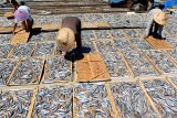 Pekerja menjemur ikan asin di Pelabuhan Ikan Muncar, Banyuwangi, Jawa Timur, Rabu (8/5/2019). Pelaku usaha pembuatan ikan asin di daerah itu mengaku, minimnya pasokan bahan baku ikan dari nelayan, mengakibatkan menurunya produksi ikan asin yang biasanya dalam sehari mampu menghasilkan 5 kwintal ikan asin saat ini hanya 2,5 kwintal. Antara Jatim/Budi Candra Setya/zk.