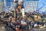 Ayam Kampung Unggulan Balitbangtan mulai dilirik peternak