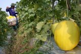 Petani memanen buah melon apollo di areal persawahan kawasan Wonoayu, Sidoarjo, Jawa Timur, Jumat (10/5/2019). Buah melon apollo yang dijual dengan harga Rp13.000 per kilogram tersebut akan dikirim ke Surabaya untuk memenuhi permintaan pada bulan Ramadhan. Antara Jatim/Umarul Faruq/zk.